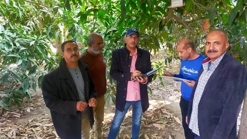 زراعة الإسماعيلية تتفقد مصايد ذبابة الفاكهة بالقنطرة غرب..صور