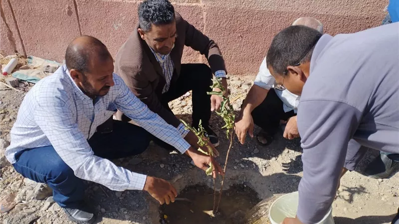 مبادرة شجرة لكل بيت تواصل أعمال بقرية الحمراوين بالقصير