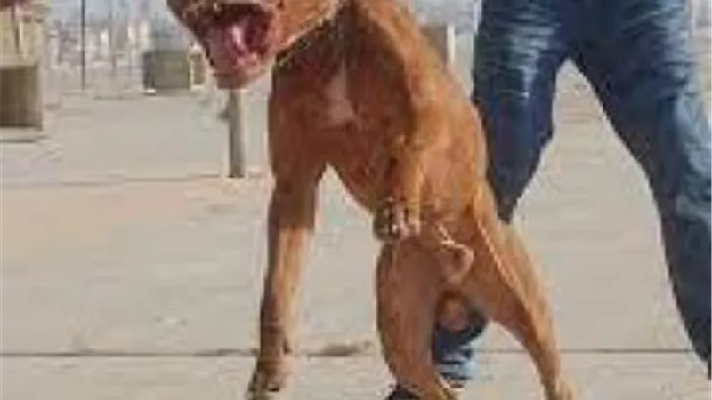 بسبب كلب يطعن جاره طعنة نافذة أودت بحياته