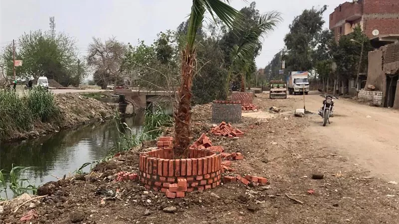 شباب كفر ابو ذكري ببنها يستجيبون لمبادرة الرئيس السيسي بزراعة مليون ونصف شجرة مثمرة.