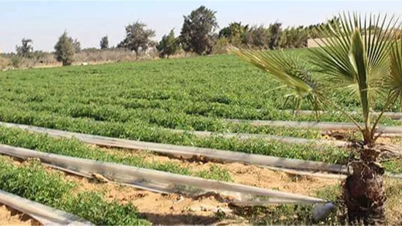 مواطن يطالب بتدخل وزير الزراعة لإنهاء نزاع على قطعة أرض بمغاغة
