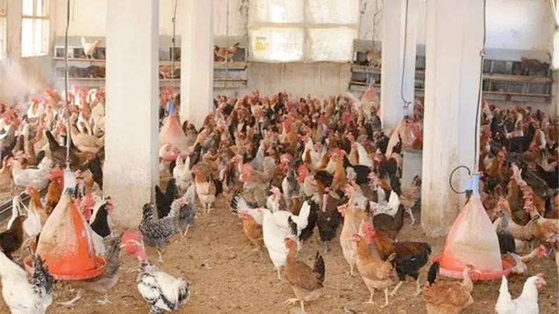 اصحاب مزارع الدواجن يصرخون من ارتفاع فواتير الكهرباء بسوهاج