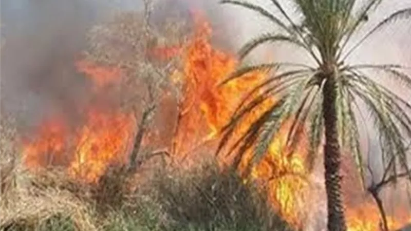 حريق هائل في 15 فدان نخيل بكفر الدوار