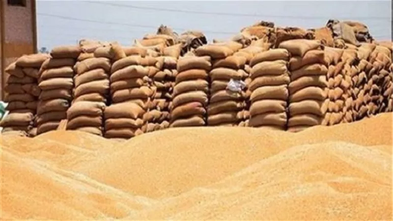 توريد 119 الف و 150 طن قمح لصوامع وشوّن قنا