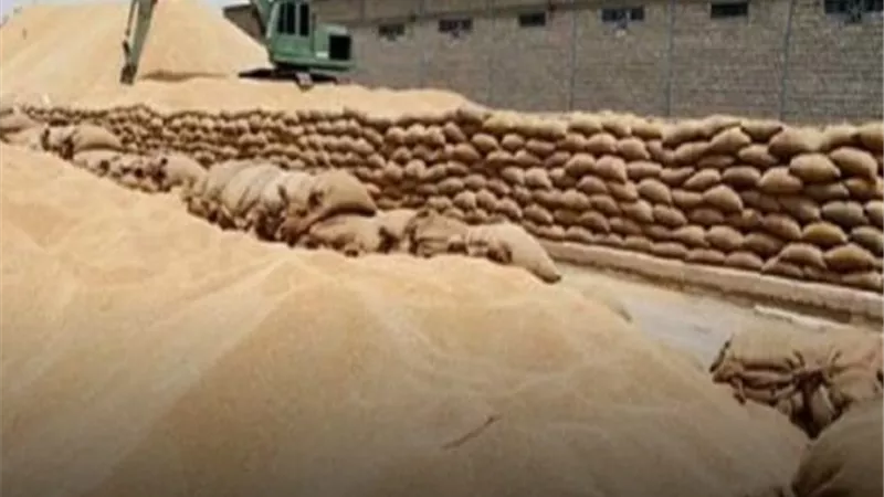 توريد ٢١ ألف فدان قمح بصوامع الوادى الجديد