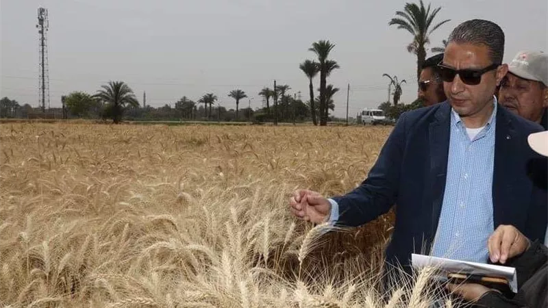توريد 120 آلف طن قمح لصوامع وشون سوهاج