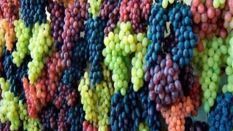 ملك العنب المصري.. ينتج ٧ أطنان في الفدان ويصدر ٩٨ % من المحصول