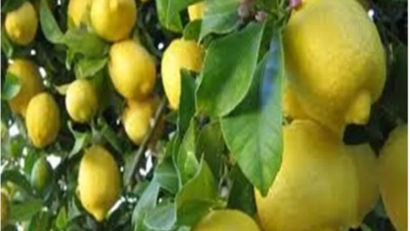 بعد وصول سعره الى 100 جنيه للكيلو .. بدائل عن الليمون تعرف عليها