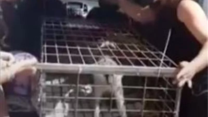 طشطوش اشهر القرود فى اسرائيل ولبنان