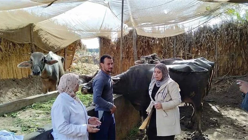 تحصين (230 ) ألف رأس ماشية بالمنوفية ضد الحمى القلاعية والوادي