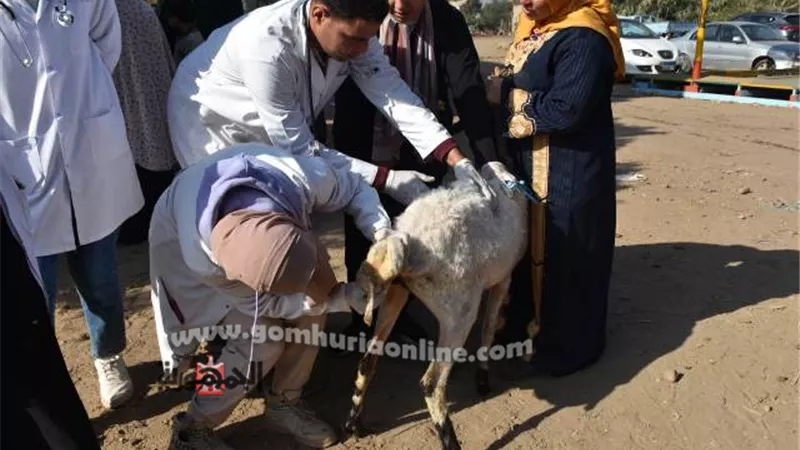 جامعة السادات تطلق قافلة بيطرية وزراعية لكفر أبو الحسن مركز قويسنا