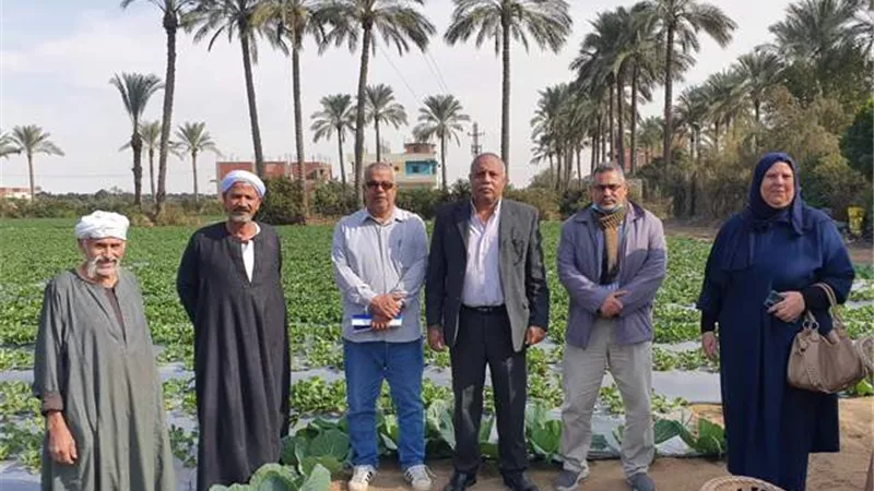 فراولة الإسماعيلية جاهزة للأسواق الدولية..صور