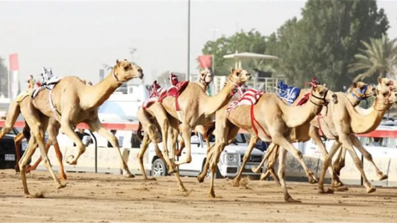 كل ما تريد معرفته عن سباق الهجن