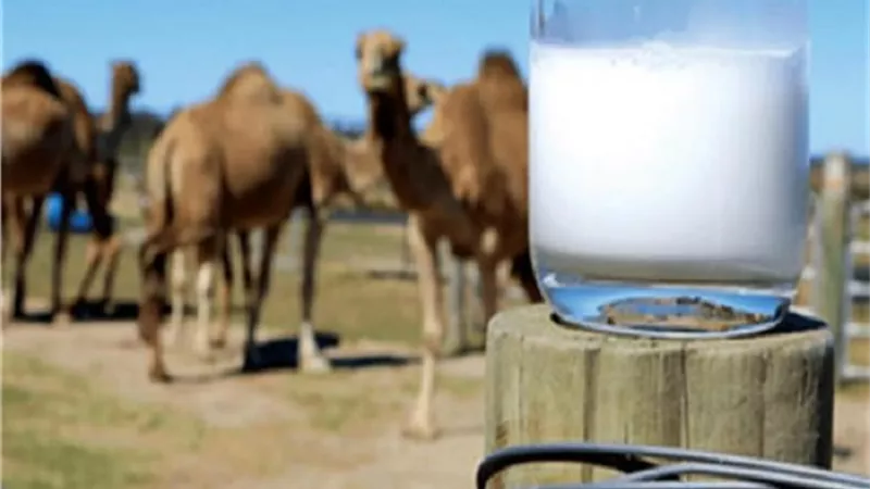 لن تتخيلها.. 4 فوائد هامة لحليب الإبل