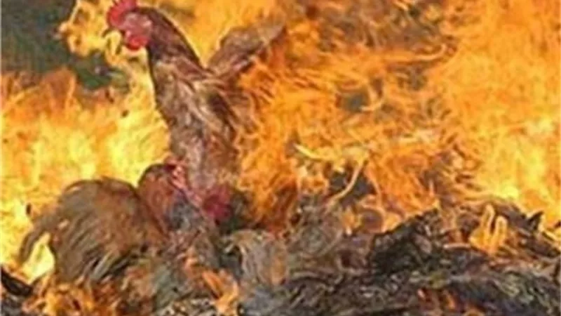 نفوق عدد كبير من الدواجن بسبب حريق بمزرعة بالاسماعيلية