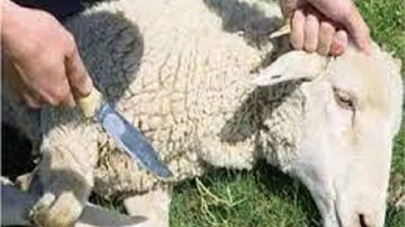 سنن الذبح ومستحباته يبينها العلماء_وهذا حكم وجوب التسمية