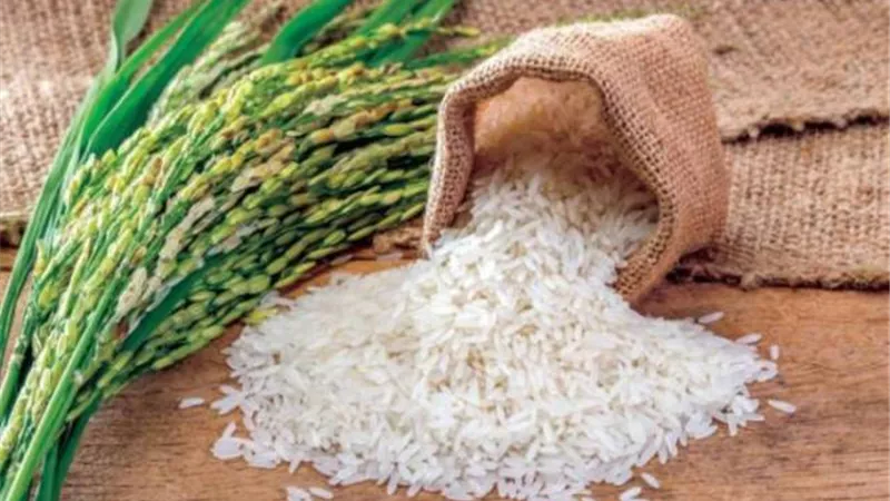 استمرار توريد محصول الارز الشعير بكفر الشيخ