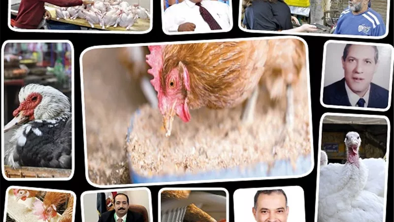 صناعة الدواجن.. تنتظر 