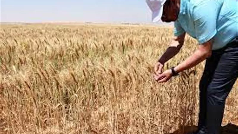 يوم حقلي إرشادي لأعلى إنتاجية لمحصول القمح في الإسماعيلية