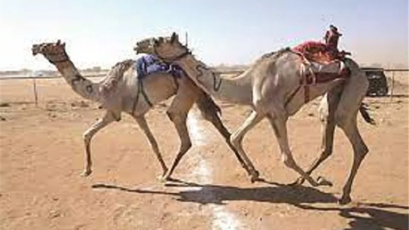 أنشطة على هامش البطولة الدولية العربية الأولي للهجن والتراث