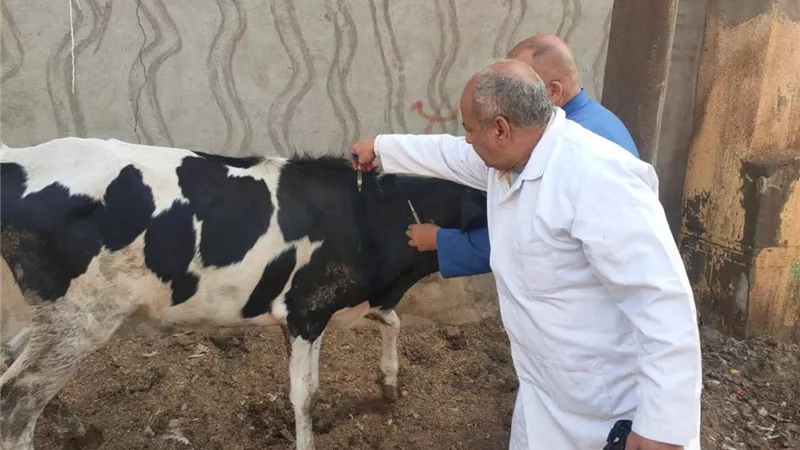 محافظ المنوفية : تحصين 329 ألف رأس ماشية وأغنام ضد الحمى القلاعية