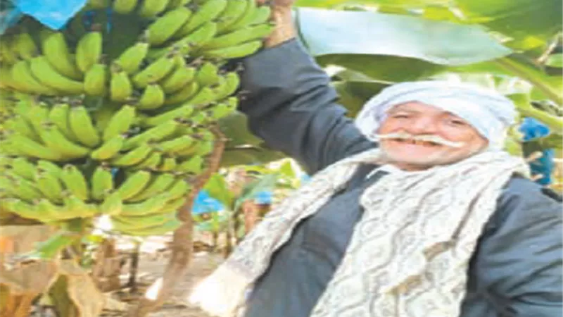 خطة عاجلة للقضاء علي مرض التبرقش في الموز
