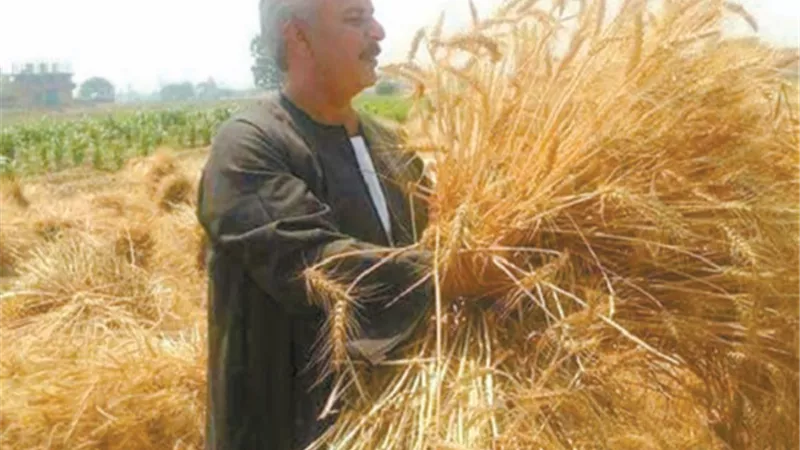 نقيب الفلاحين: زيادة كميات القمح الموردة للحكومة.. بالأسعار المجزية