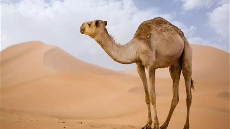 منها متوسط عمره وسرعة ركضه .. 6 معلومات عن سفينة الصحراء
