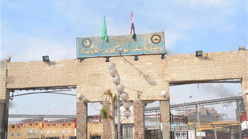 الخميس ..بدء موسم توريد محصول قصب السكر في المنيا