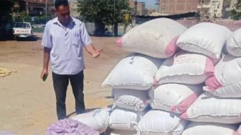 توريد الأرز بكفر الشيخ تخطي ٣٩ألف طن