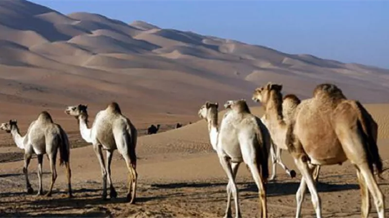 اللغة العربية تحمل أكثر من ألف إسم للجمل.. تعرف على أشهرها