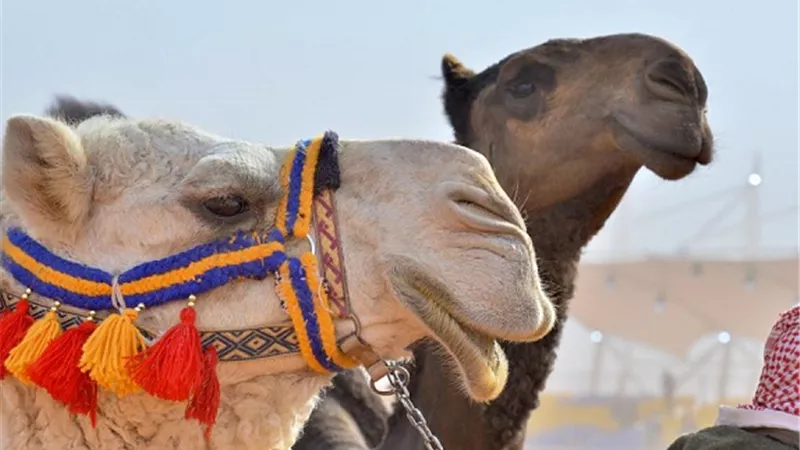 تاريخ ظهور واستخدام الإنسان للإبل