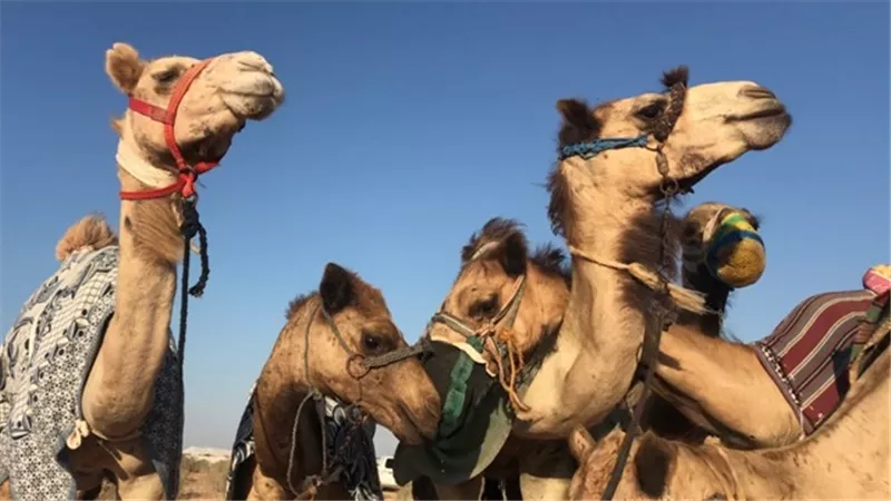 تعرف على الفيتامينات والمعادن الضرورية لهجن السباق