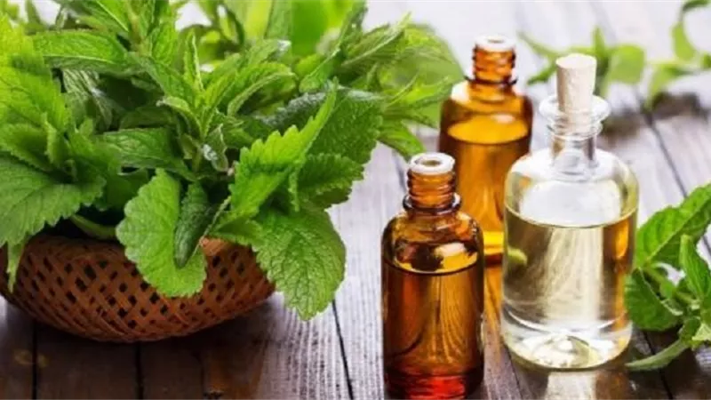 زيت الشاي الأخضر وفوائده العديدة للبشرة والشعر