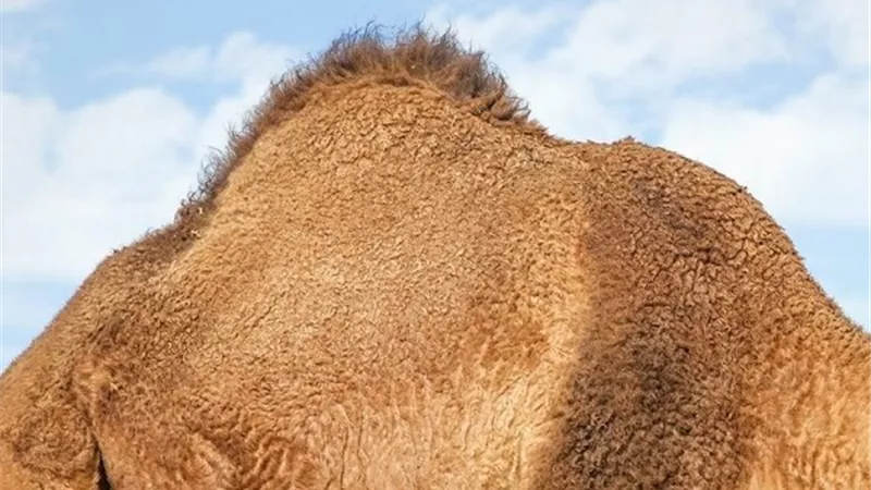 5 وظائف لـ سنام الجمل