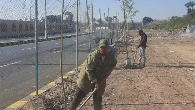 خطه لزراعه الاشجار المثمرة بالطرق ببنى سويف