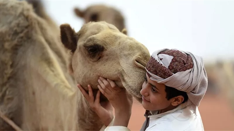 تعرف على الفرق بين الجمل والناقة والإبل