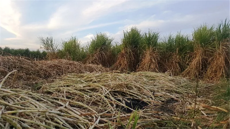 إنطلاق موسم كسر وعصير محصول القصب بمصانع أرمنت في الأقصر