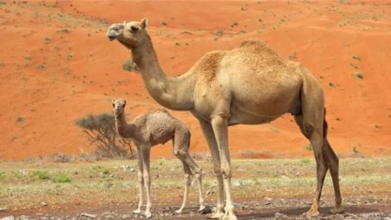 منها الحواء و القلوص .. تعرف على أسماء الإبل