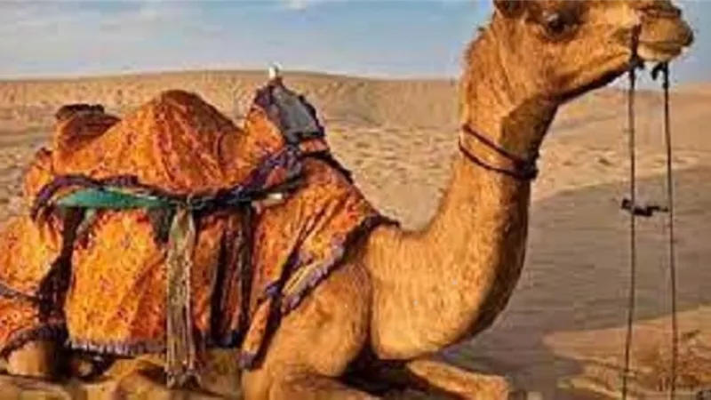 تعرف على سبب تسمية الجمل بـ