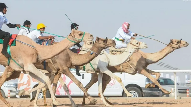 مزاينة الإبل تحافظ على التراث الإماراتي والخليجي والعربي