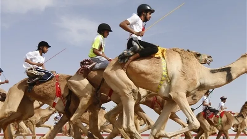صفات الهجن المشاركة في السباق