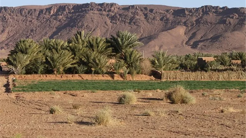 الأراضي الزراعية .. تبحث عن منقذ؟؟