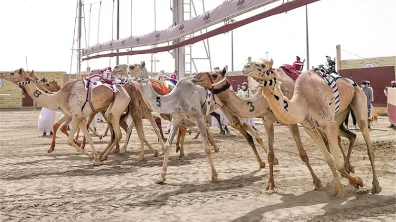 قواعد وشروط للمشاركين في سباق الهجن.. تعرف عليها