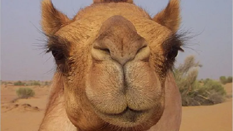 هل تعلم سر الرموش الطويلة للجمال ؟