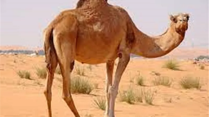 أهم المعلومات عن الإبل.. لا ينام إلا قليلاً