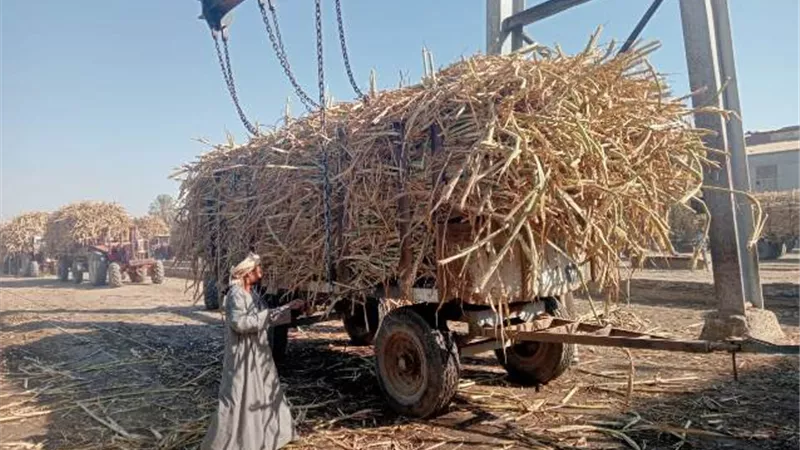 التموين: توريد 277 ألف طن قصب من المزارعين لمصانع السكر بأسوان