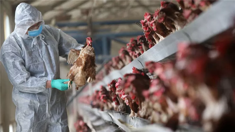 اليابان: إعدام ما يقرب من 10 ملايين طائر بسبب إنفلونزا الطيور