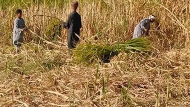 التموين: توريد 350 ألف طن قصب من المزارعين