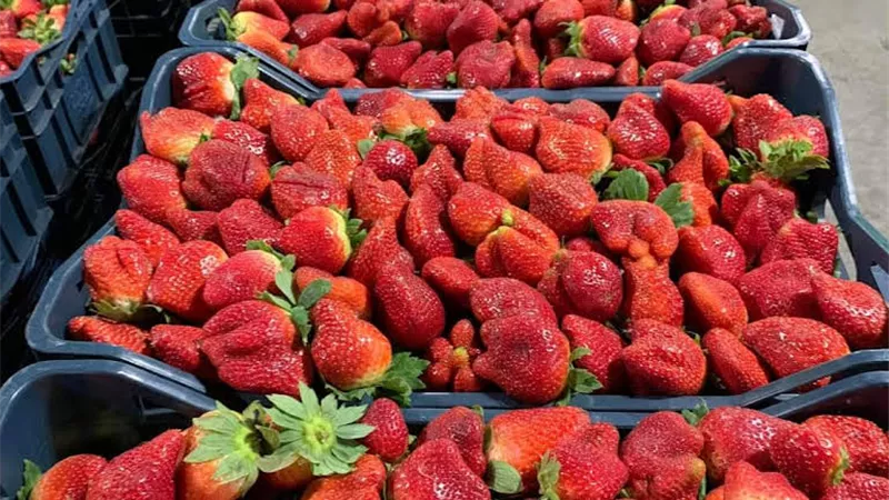 فراولة وبطاطس وبصل .. مصر تصدر 400 محصول لـ160 دولة